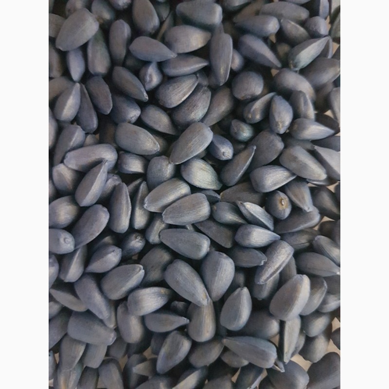 Фото 3. Семена насіння соняшник Канадский кондитерский трансгенный гибрид подсолнечника SATTON 136