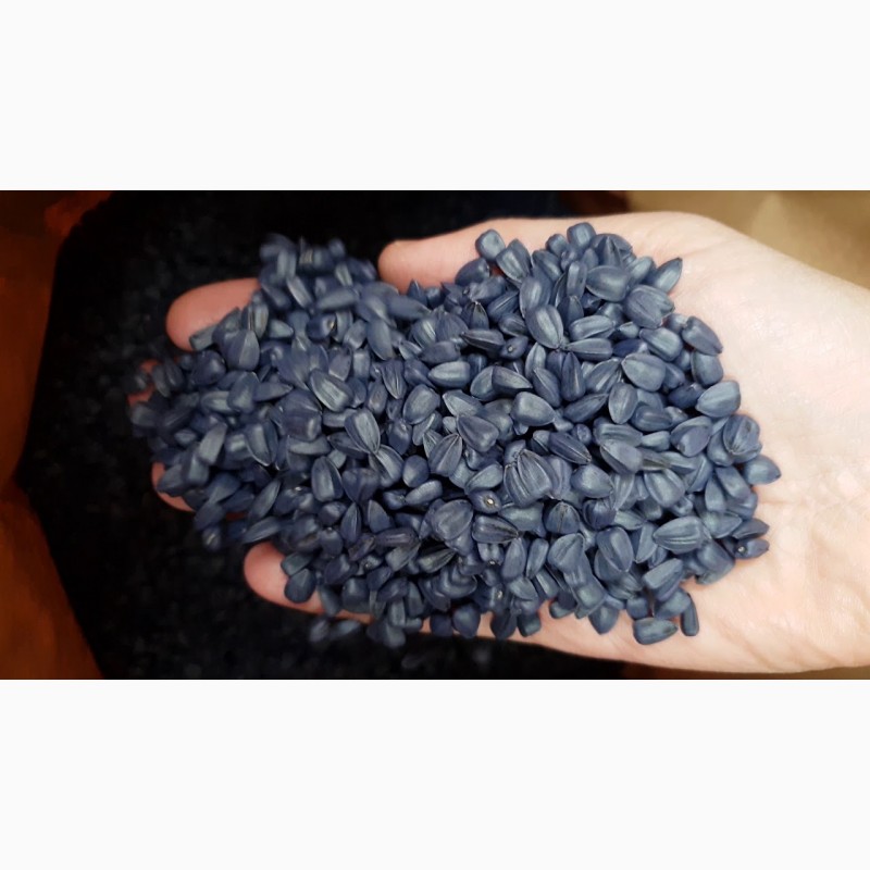 Фото 6. Семена насіння соняшник Канадский кондитерский трансгенный гибрид подсолнечника SATTON 136