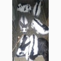 Продам кролі німецький строкач