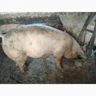 Свині м#039;ясної породи