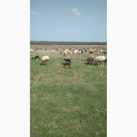 Овцы курдючные продам