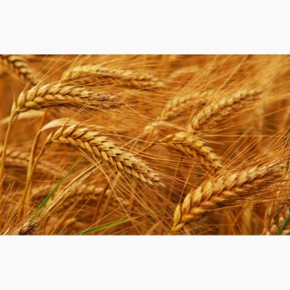 Купуємо пшеницю білок 11, 5