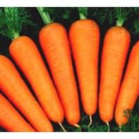 Продам морковь свежую