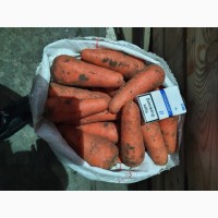 Продам морковь абака