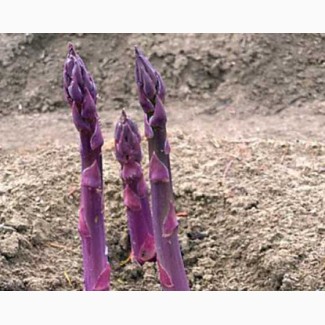 Фіолетова спаржа, насіння