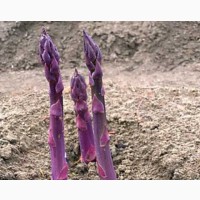 Фіолетова спаржа, насіння