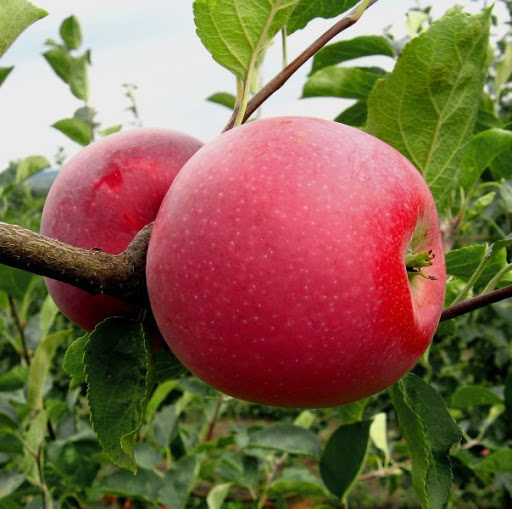 Фото 2. Продаємо саджанці яблуні на підщепі мм-106 та м9