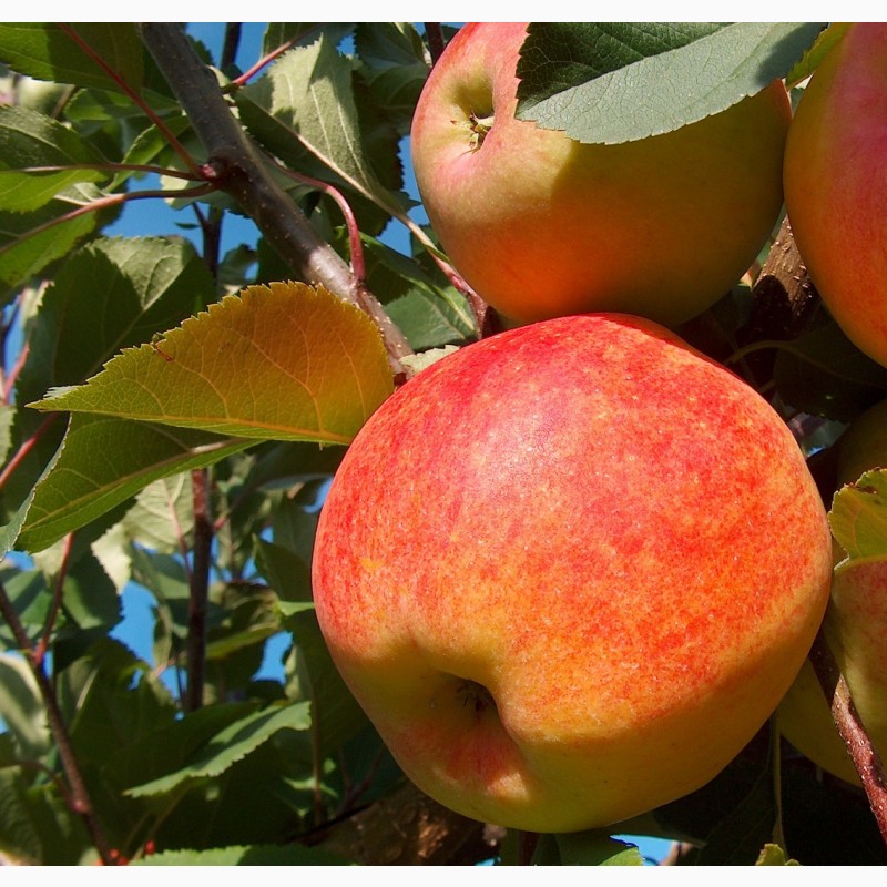 Фото 3. Продаємо саджанці яблуні на підщепі мм-106 та м9