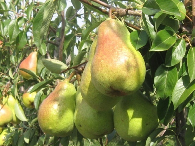 Фото 6. Продаємо саджанці яблуні на підщепі мм-106 та м9