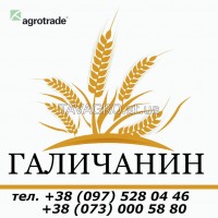 Продам Галичанин, яровой ячмень, элита и 1 репродукция, документы