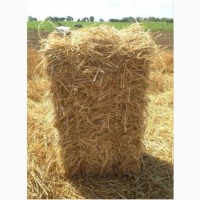 Продам великі квадратні тюки пшеничної соломи в хорошому стані