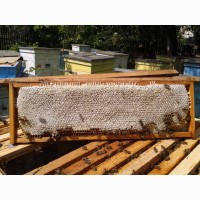Продам стільниковий мед у рамках, 200 грн/кг