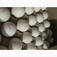 Продам яйцо С0 - 15 грн С1 14 грн ДОСТАВКА ПО ХАРЬКОВУ