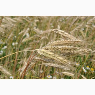 Продам семена ржи (ЖИТО) Кобза 10-15т в Од. обл. урожай 2021