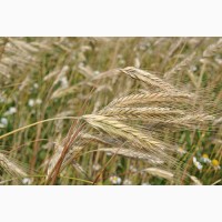 Продам семена ржи (ЖИТО) Кобза 10-15т в Од. обл. урожай 2021