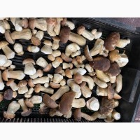 Продам заморожені білі гриби
