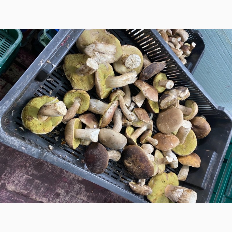 Фото 11. Продам заморожені білі гриби