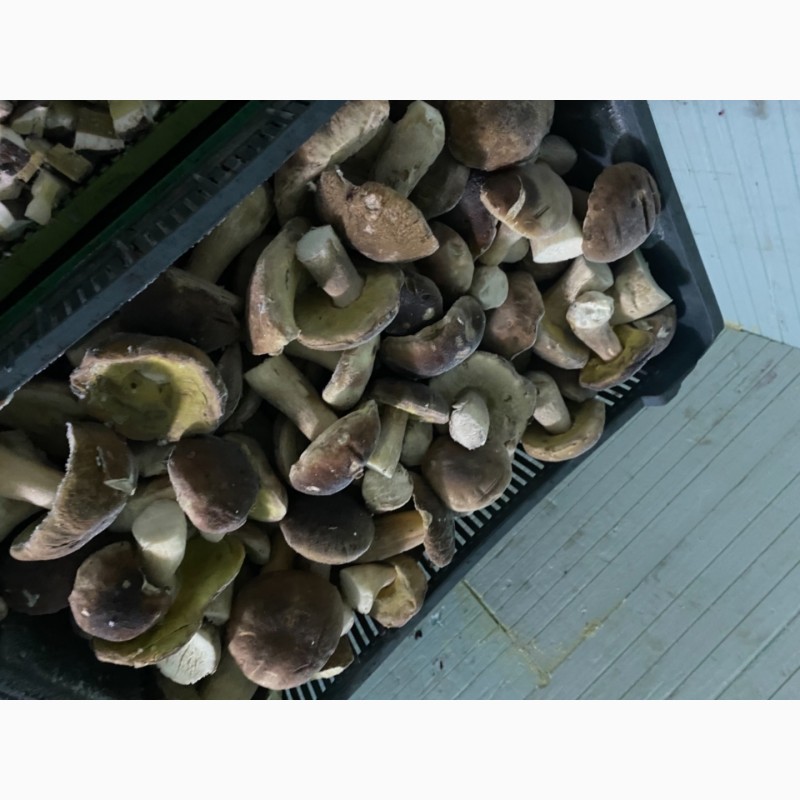 Фото 5. Продам заморожені білі гриби