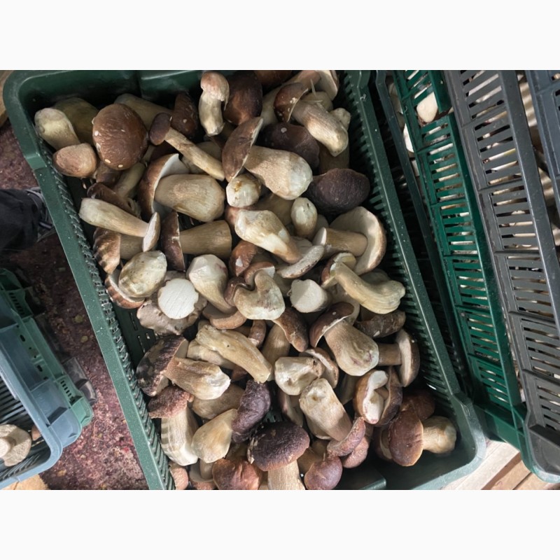 Фото 7. Продам заморожені білі гриби