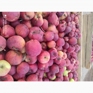 Продам яблука ОПТ: фуджи, ред-чиф, моді, флорина, грані-сміт, хоней