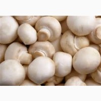 Продам грибы Шампиньионы опт