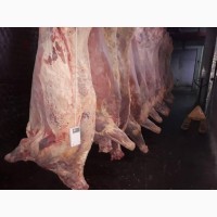 Продам продукцию из говядины от производителя с 20 тонн