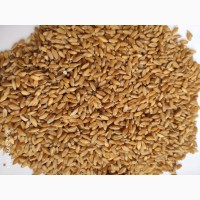 Продам пшеницу твёрдых сортов (Triticum durum)-450т