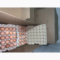 Яйцо Инкубационное Бройлеров Ross/Cobb