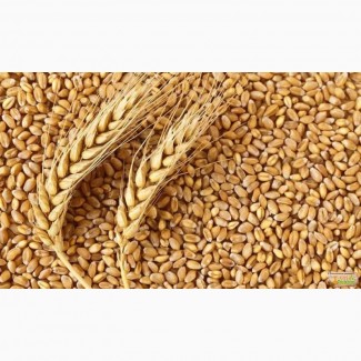 Продам пшеницю та залишки ячменю, врожай 2022року опт та в роздріб
