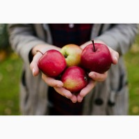 Куплю яблука для переробки
