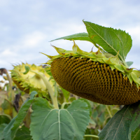 КАРАТ - насіння соняшника, високоврожайний, посухостійкий