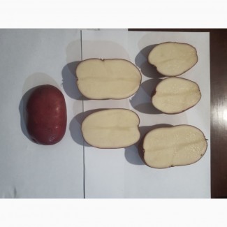 Продам картофель товарный сорт Альвара