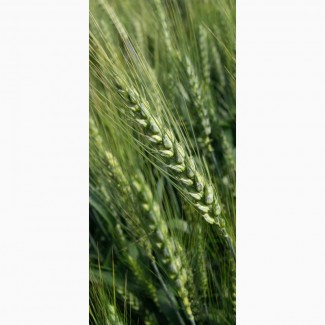 Семена озимой пшеницы ЛІГА ОДЕСЬКА (Сепова