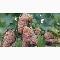 В наявності виноград Біанка (Б#039;янка), Ріслінг, Каберене, Ізабелла, Алігате та Молдова
