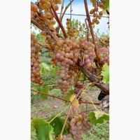 В наявності виноград Біанка (Б#039;янка), Ріслінг, Каберене, Ізабелла, Алігате та Молдова