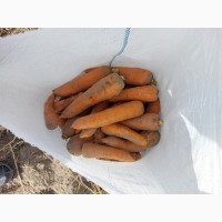 Ф/Г розпочало реалізацію моркви