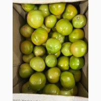 Продам помідори зелені