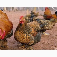 Інкубаційне яйце кур, курчата, Кохінхін золото, блакитна