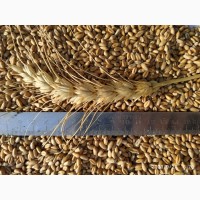 Продам насіння пшениці