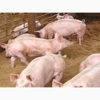 М#039;ясокомбінат Харкова постійно купує свиней ВРХ та баранів