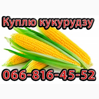 Куплю Кукурудзу Урожай 2024