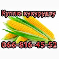 Куплю Кукурудзу Урожай 2024