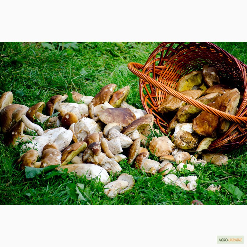 Продам белые консервированные и сухие грибы из Закарпатской области. 2014 г.