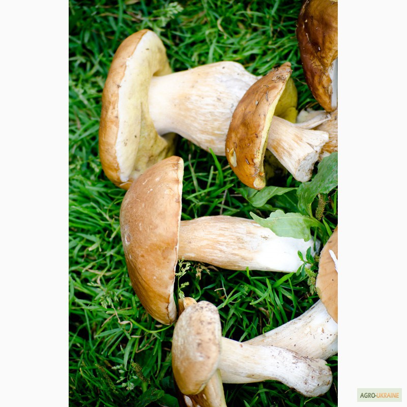 Фото 2. Продам белые консервированные и сухие грибы из Закарпатской области. 2014 г.