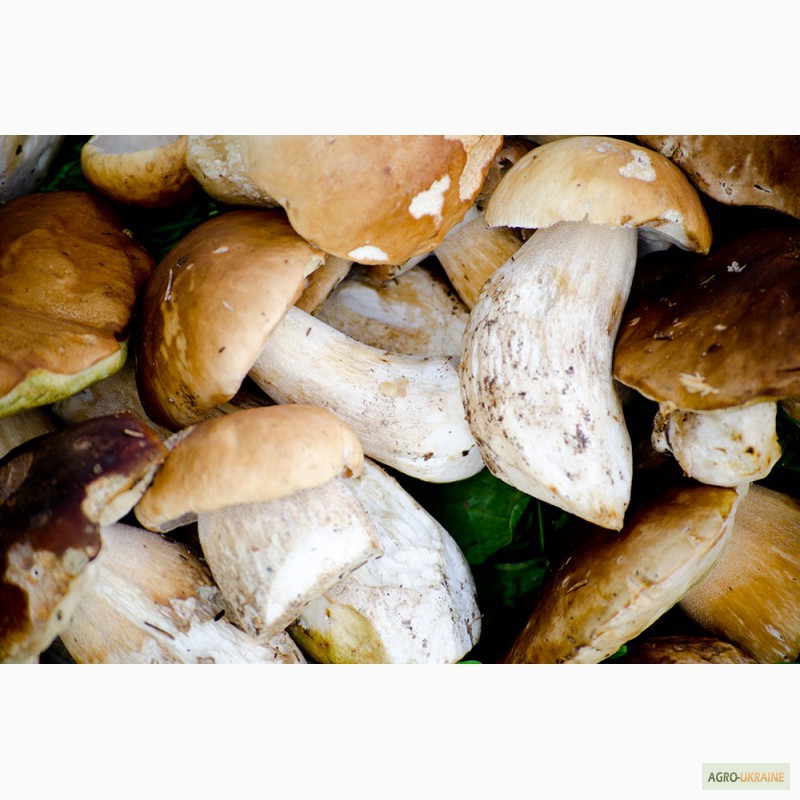 Фото 3. Продам белые консервированные и сухие грибы из Закарпатской области. 2014 г.