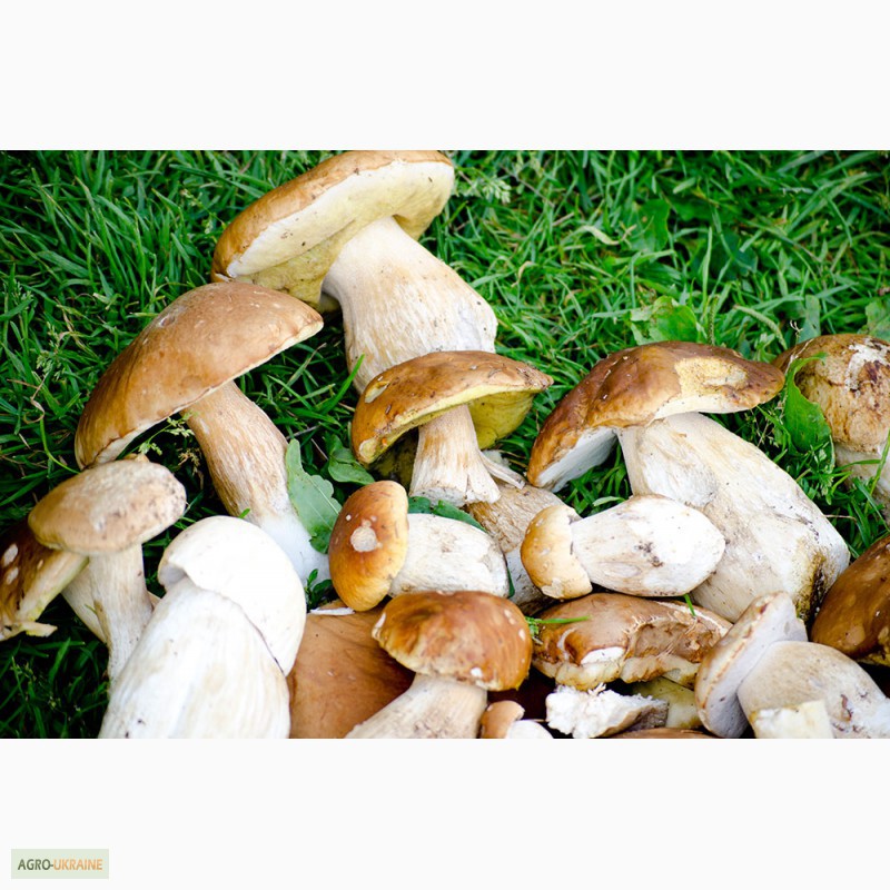 Фото 4. Продам белые консервированные и сухие грибы из Закарпатской области. 2014 г.