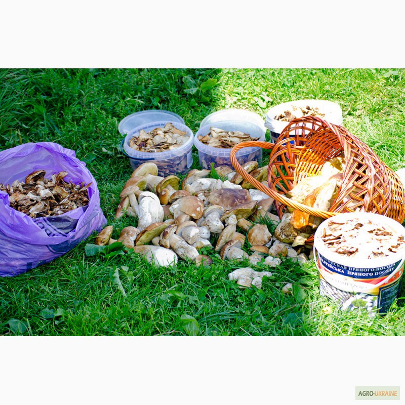 Фото 6. Продам белые консервированные и сухие грибы из Закарпатской области. 2014 г.