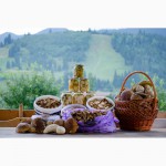 Продам белые консервированные и сухие грибы из Закарпатской области. 2014 г.