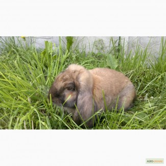 Кролик породы Французский баран Мадагаскар