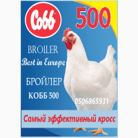 Цыплята-бройлеры КОББ-500.РОСС-708 суточные
